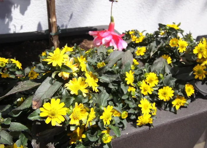 Gaestehaus Elfriede Guest house 3*