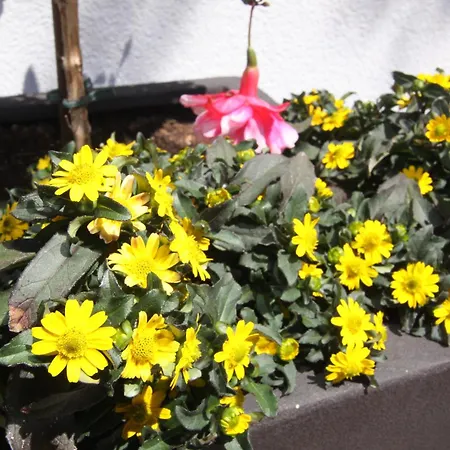 Gaestehaus Elfriede Pensionat 3*